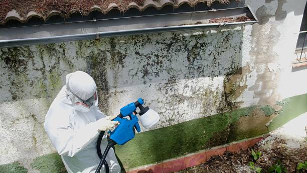 Trusted Attic Mold Removal service in East Meadow, NY - Cheap Mold Removal